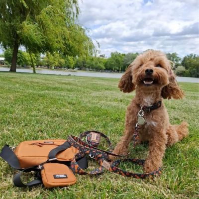 Milo Tiny Paws nagykövet